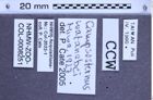 Etikette zu Campsosternus watanabei (NHMW-ZOO-COL-0008251)
